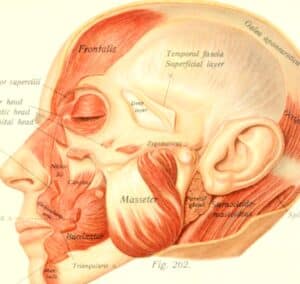 anatomical jaw diagram including the masseter and temporalis muscles for TMD pain